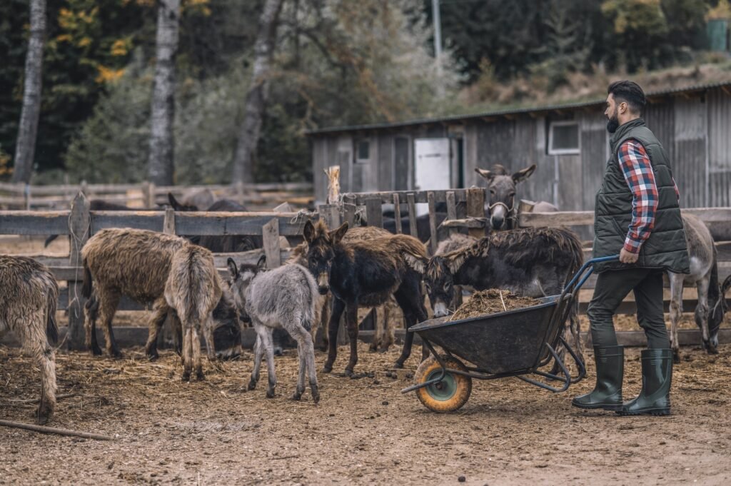 A farmer cleaning the cattle-pen and looking busy