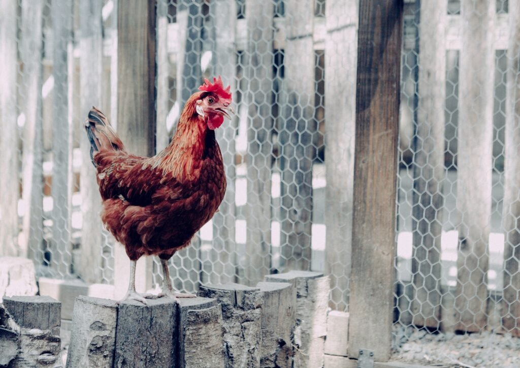 Chicken