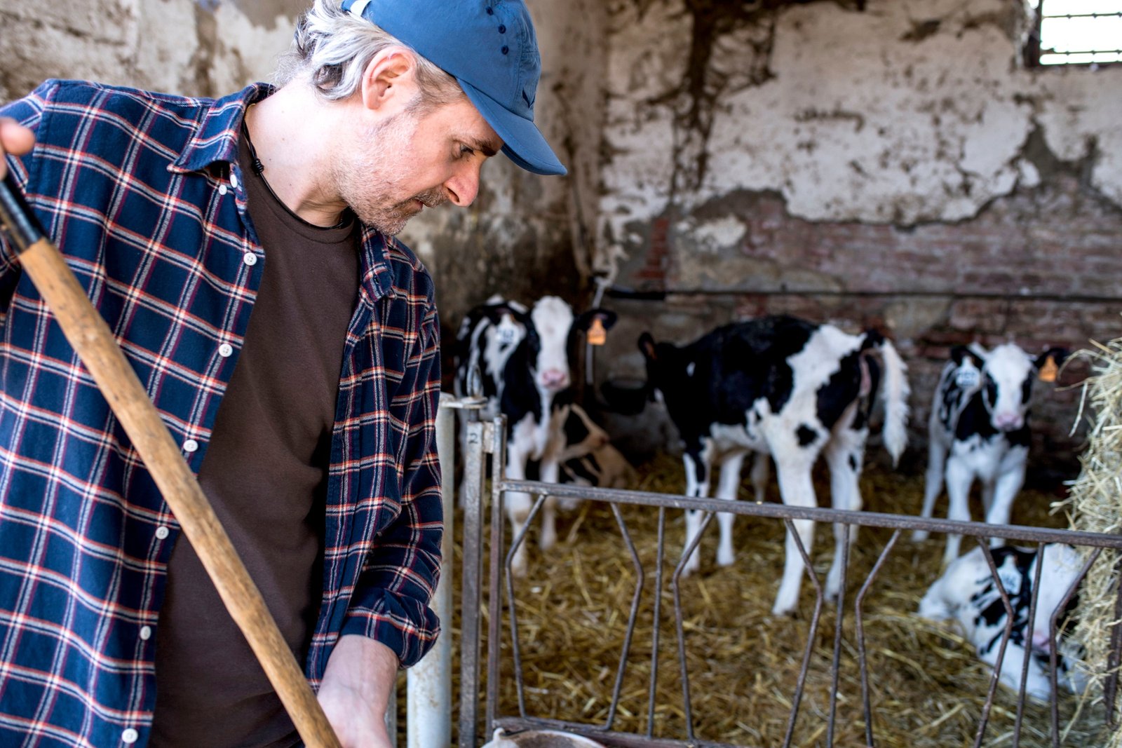 Dairy farm worker cleaning out cattle pen